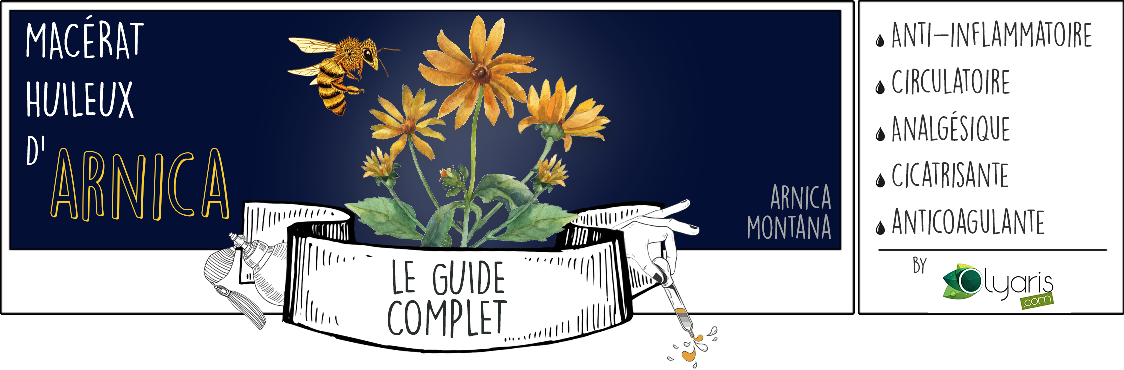 Huile Végétale d'Arnica (Macérât Huileux) : le Guide d'Utilisation Complet - Olyaris